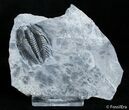 Orygmaspis Contracta Trilobite, Upper Cambrian #2945-1